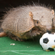 Illustration for article titled How the HECK Are Armadillos Real??!!